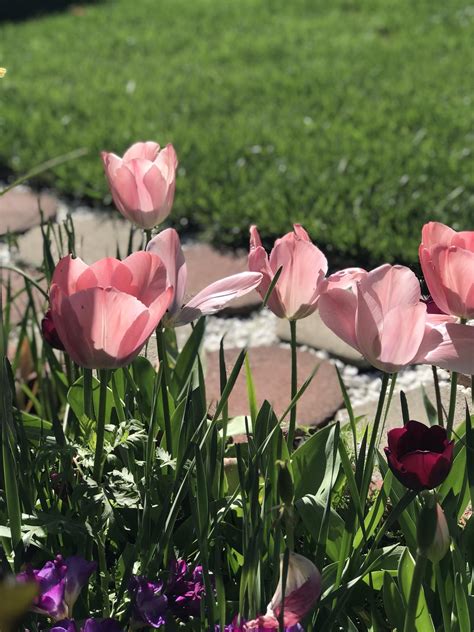 Gorgeous pink tulips! : r/gardening