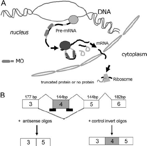 Targeting pre-mRNA of COX-2 by antisense morpholino oligonucleotides ...