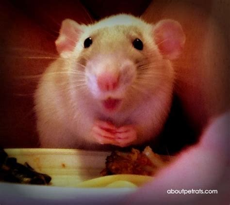 Love her face, love when they eat noodles Fancy Rat, Cute Rats, Mouse ...