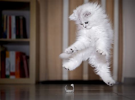 Funny Cat Jumping 26 Free Wallpaper - Funnypicture.org