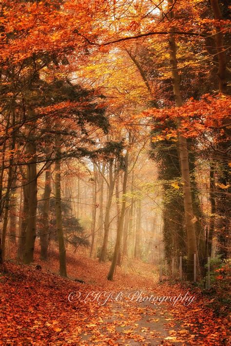 Forest Path in Autumn | Forest path, Autumn scenes, Landscape photography