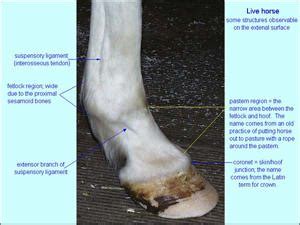 Ungulate Gross Anatomy (Virtual Veterinary Anatomy)