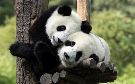 Panda HD Wallpapers - WallpaperSafari