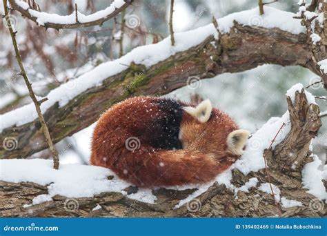 Curled Up Red Panda Sleeping on Snow-covered Tree Stock Image - Image ...