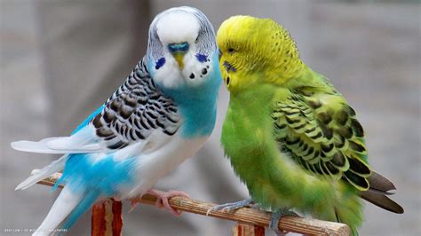 Parakeet budgie parrot bird tropical (5) wallpaper | 1920x1080 | 363194 ...