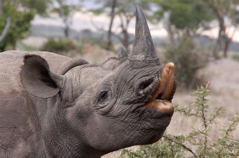 Fun Facts About Rhinos | Save The Rhino