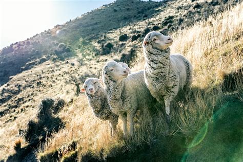 New Zealand Sheep Farm - Vol-1 on Behance