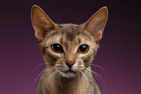 Abyssinian Cat Personality Traits - AbyssinianCat.org