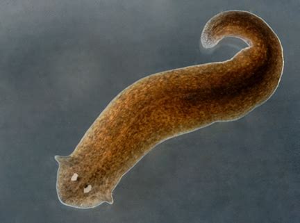 Planaria | EEK WI