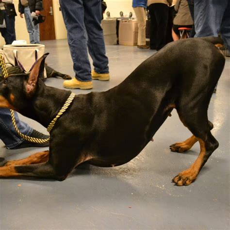 Doberman Police Dog