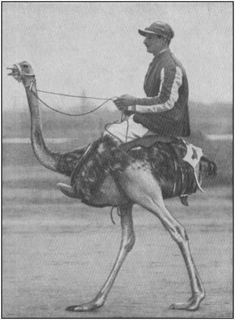 Amazing Old Photos With Unusual Draught Animals – Moolf