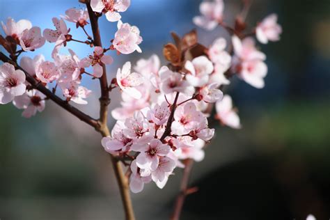 Pink Blossoms on Plum Tree Picture | Free Photograph | Photos Public Domain