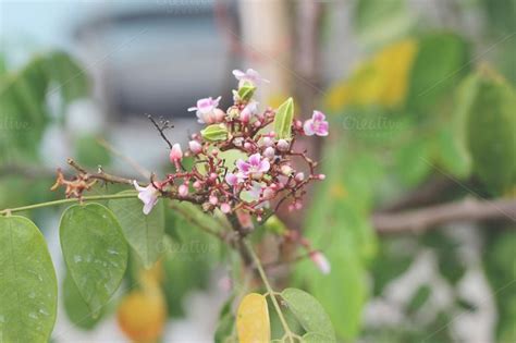 Carambola flower | Flowers, Plants, Creative market