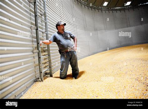 Grain elevator operator Bill Cummins inside a silo full of corn ready ...