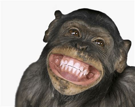 Funny Monkey Images (2) | Monkeys funny, Monkey smiling, Funny monkey ...