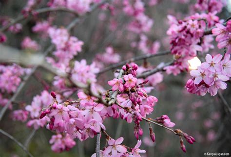 Japanese plum trees: first blossoms of the year