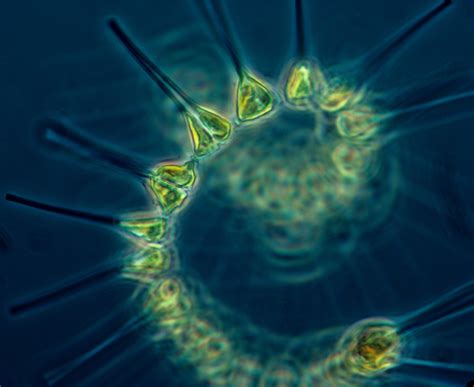 File:Phytoplankton - the foundation of the oceanic food chain.jpg ...