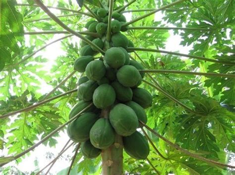 Fruit Trees & Food Justice for the Hawaiian People - GlobalGiving