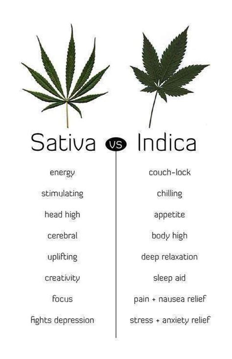 Differentiating Cannabis Indica and Cannabis Sativa