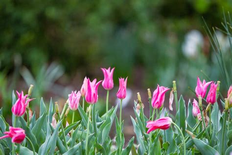 Close-up of Pink Tulips in the Garden · Free Stock Photo