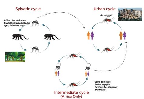 Yellow Fever Transmission Cycle