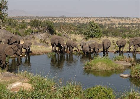 Visit Serengeti National Park, Tanzania | Audley Travel US