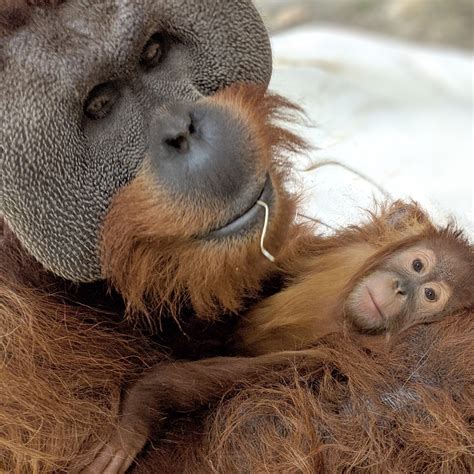 Orangutan Steps Up To Raise His Daughter After Her Mom Passes Away ...