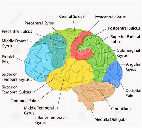 Brain Anatomy Labeled Diagram