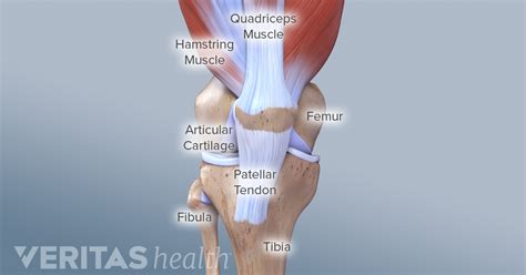 Guide to Knee Joint Anatomy | Knee joint anatomy, Hamstring muscles ...