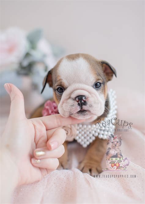 Adorable English Bulldog Puppies for Sale | Teacups, Puppies & Boutique