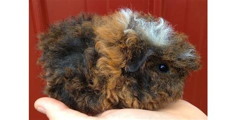 Texel Guinea Pigs: Guinea Pigs With A Naturally Fancy Perm | The Pets ...