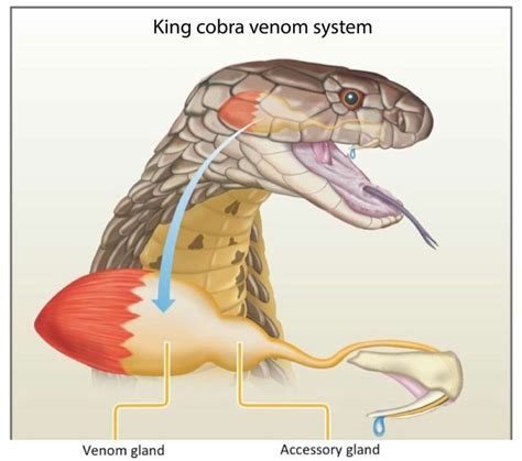 King cobra venom system | King cobra, Basic, Tropical