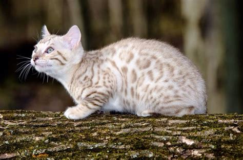 Bengal Cat http://catsrpeople2.com/cat-pictures | Wilde katzen ...