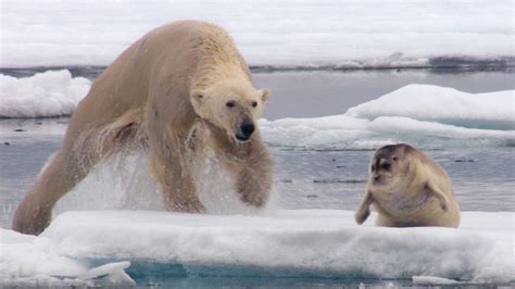 Hungry Polar Bear Ambushes Seal | The Hunt | BBC Earth (2017) | Natural ...