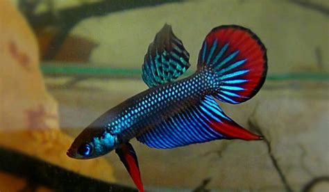 Betta imbellis | Wiki | Fishkeepers Amino Amino