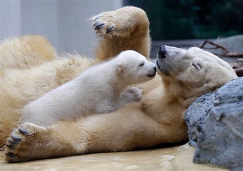 Awww: Cute zoo babies