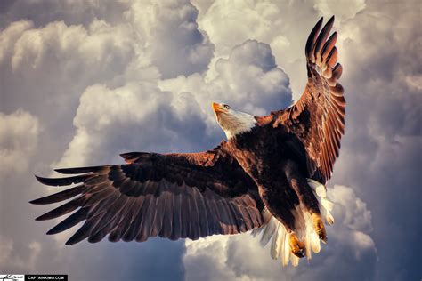 American Bald Eagle Flying in Cloudy Sky | HDR Photography by Captain Kimo