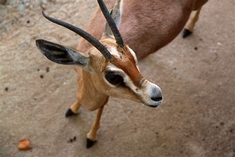 Baby gazelle | Gazella dorcas neglecta - a baby Dorcas Gazel… | Flickr