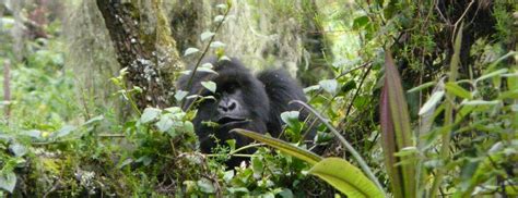 Mountain Gorilla Behavior - Gorilla Africa Safaris