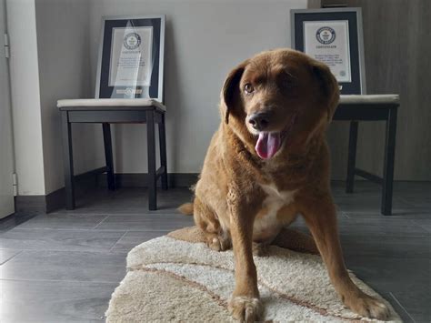 Bobi, the world's oldest dog ever, dies at 31 in Portugal : NPR