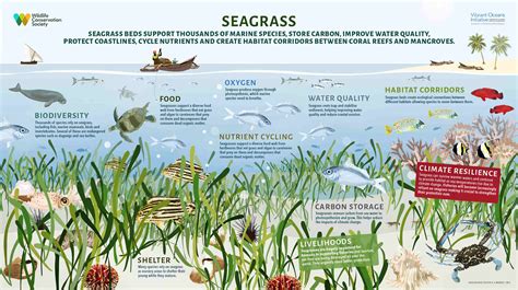 Environmental Impacts of Dredging on Seagrass Habitats