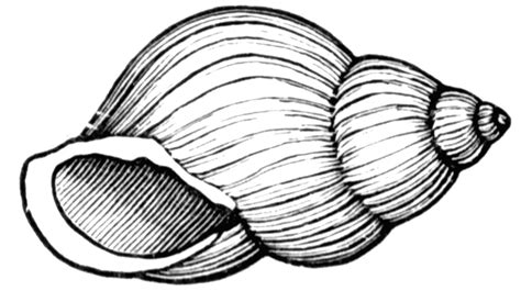 Free Clipart Images | Sea creatures art, Shell drawing, Sea shells