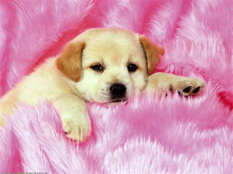 Cute Puppies Wallpaper For Desktop : Puppies Wallpapers Wallpaper Cute ...