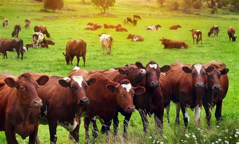 Starting Beef Cattle Farming Business Plan (PDF) - StartupBiz Global