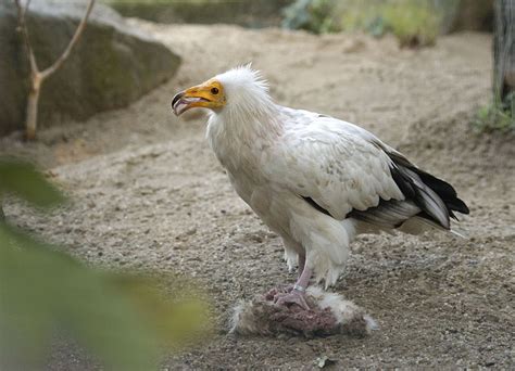 Egyptian Vulture Facts, Habitat, Behavior, Diet, Pictures