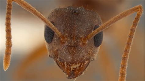 Attack of the Crazy Ants: New Ant Species Arrives With a Taste for ...