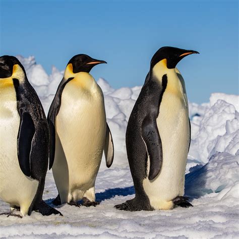 Emperor Penguin Pictures