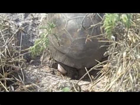 Gopher Tortoise Egg Laying. Gopherus polyphemus Barefoot Beach Preserve ...