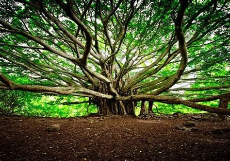 The Great banyan tree. With its own ecosystem. Struck by 2 tornadoes ...