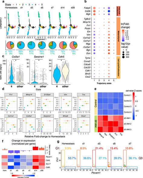 Endothelial cells gain mesenchymal markers at day 1–7 after myocardial ...